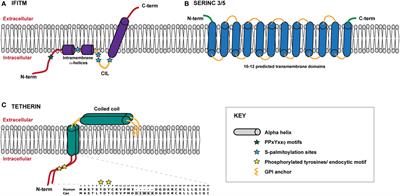 Inhibiting the Ins and Outs of HIV Replication: Cell-Intrinsic Antiretroviral Restrictions at the Plasma Membrane